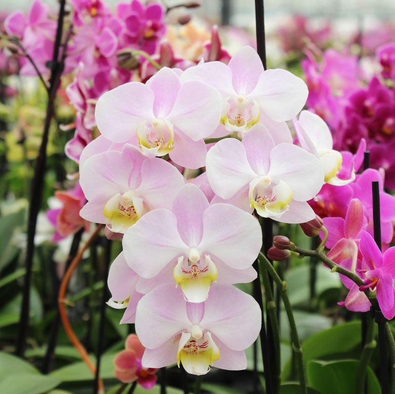 Orchids