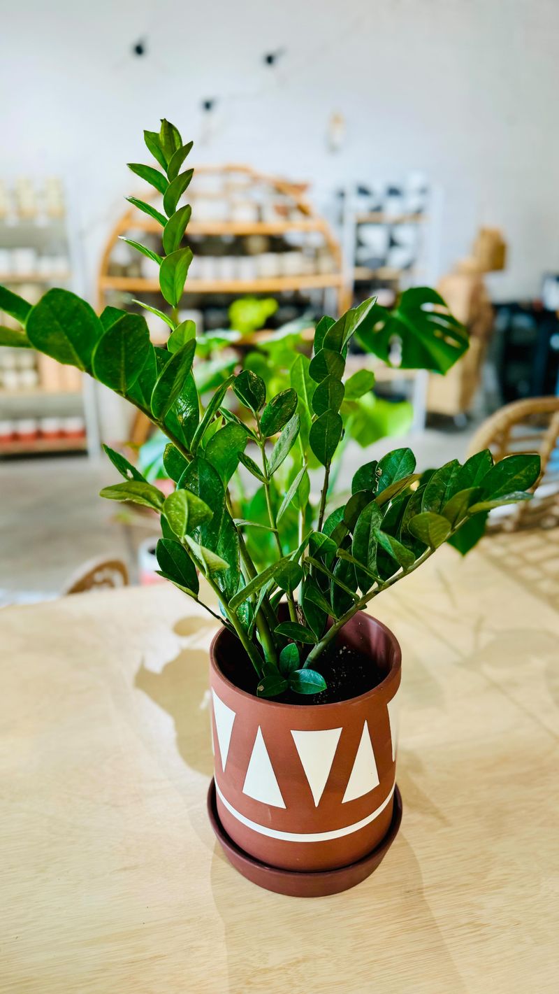 ZZ Plant
