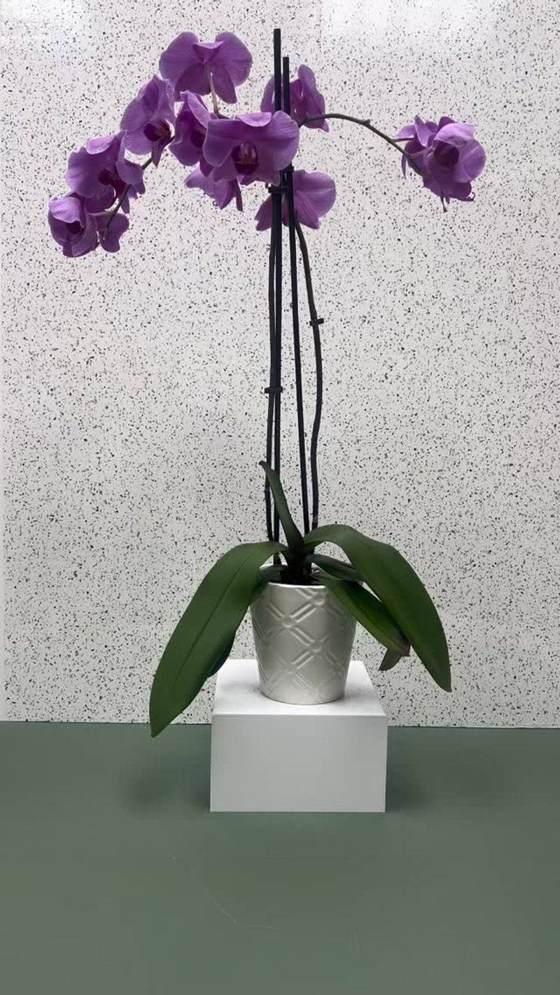 Orchids in Bloom