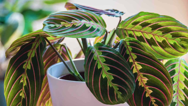 Calathea: The Prayer Plant Protester