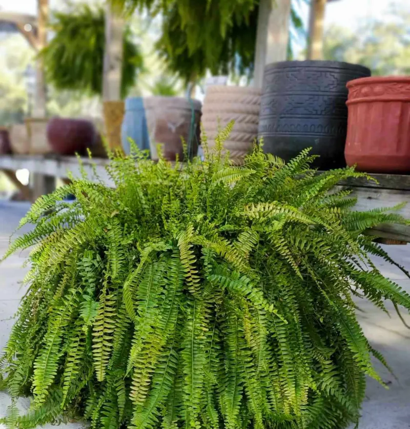 Boston Fern's Outdoor Revival
