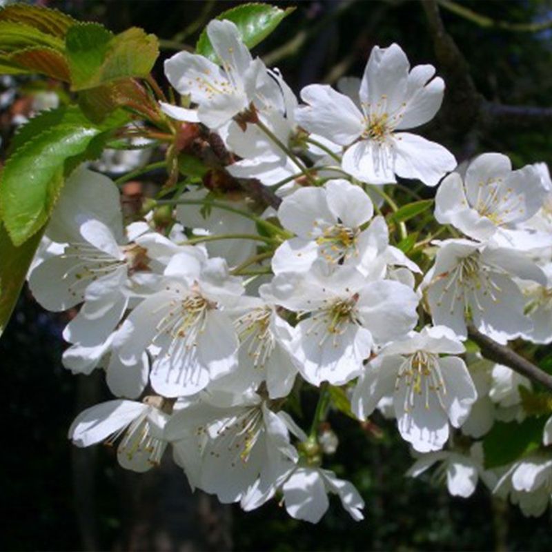 Wild Cherry