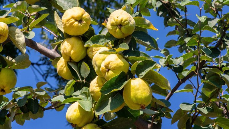 Quince Trees