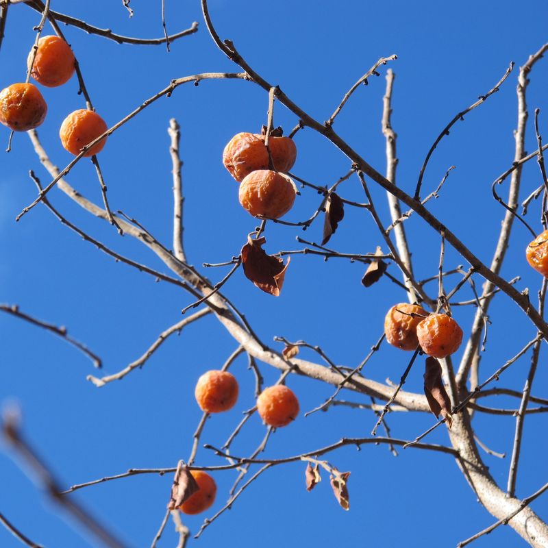 Persimmon Trees: Fall's Fiery Reward