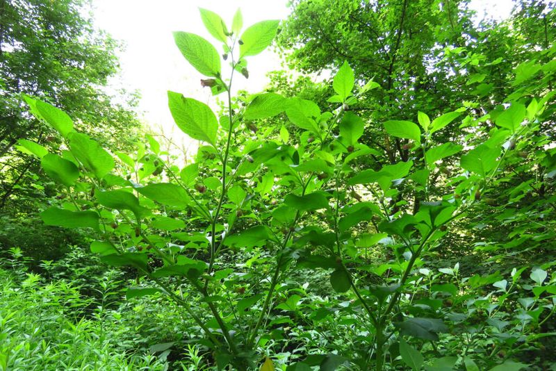 Citrus Trees and Nightshade Family Shrubs