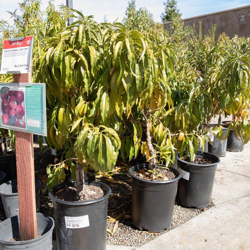 Dwarf Peaches