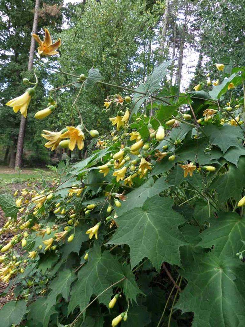 Kirengeshoma (Yellow Waxbells)
