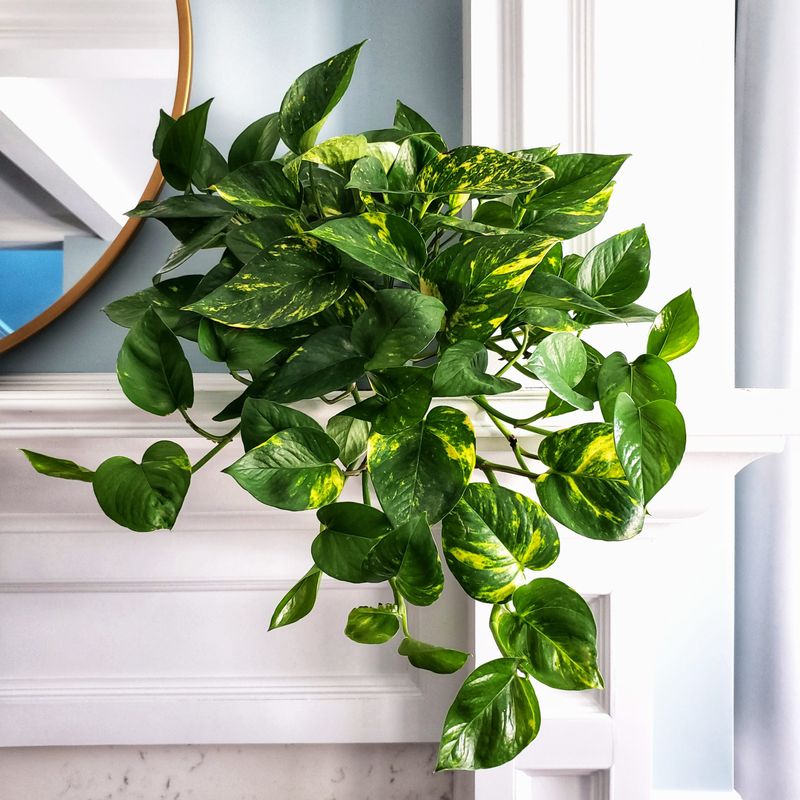 Rotate Your Plant Regularly