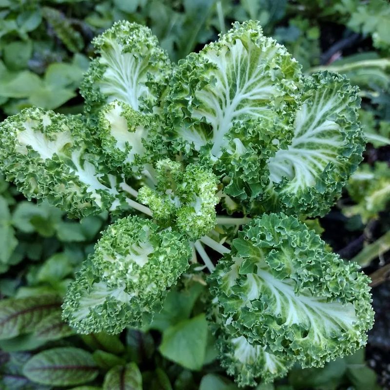 Leafy Kale