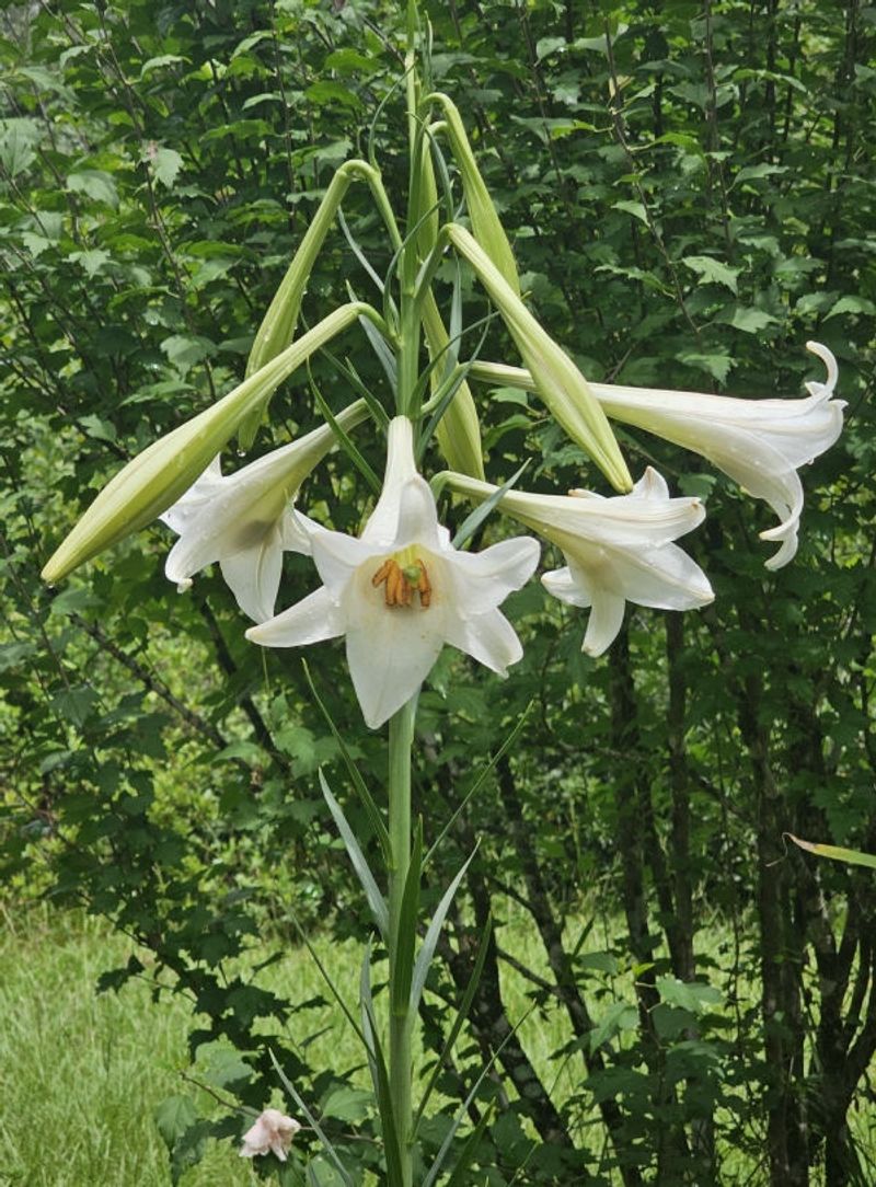 Formosa Lilies