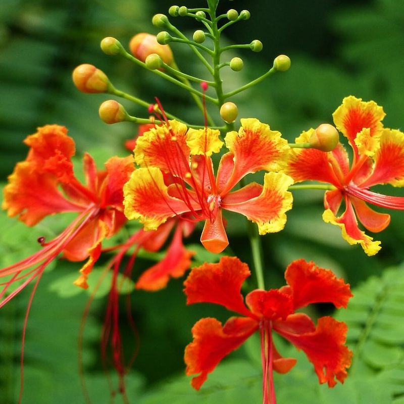 Dwarf Poinciana