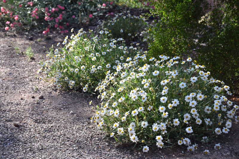 Blackfoot Daisy