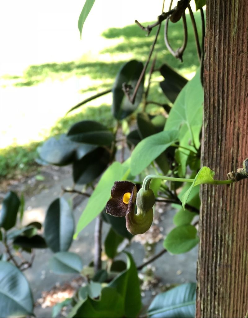 Dutchman's Pipe Annual Variety