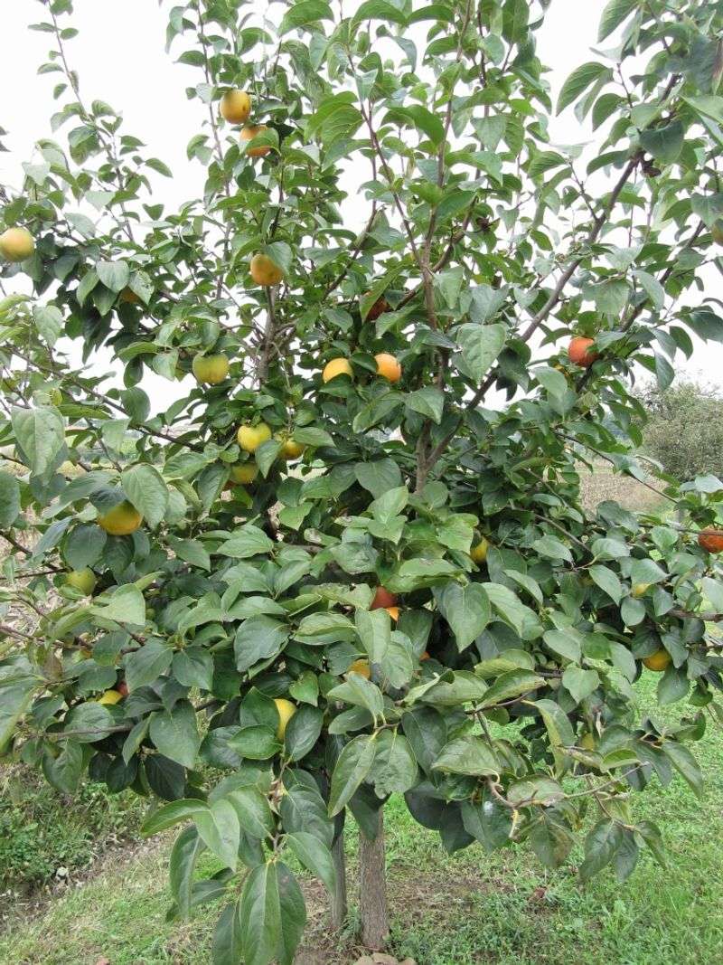 Fertilizing Young Persimmon Trees