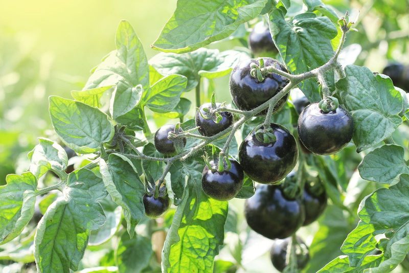 Indigo Rose Tomato