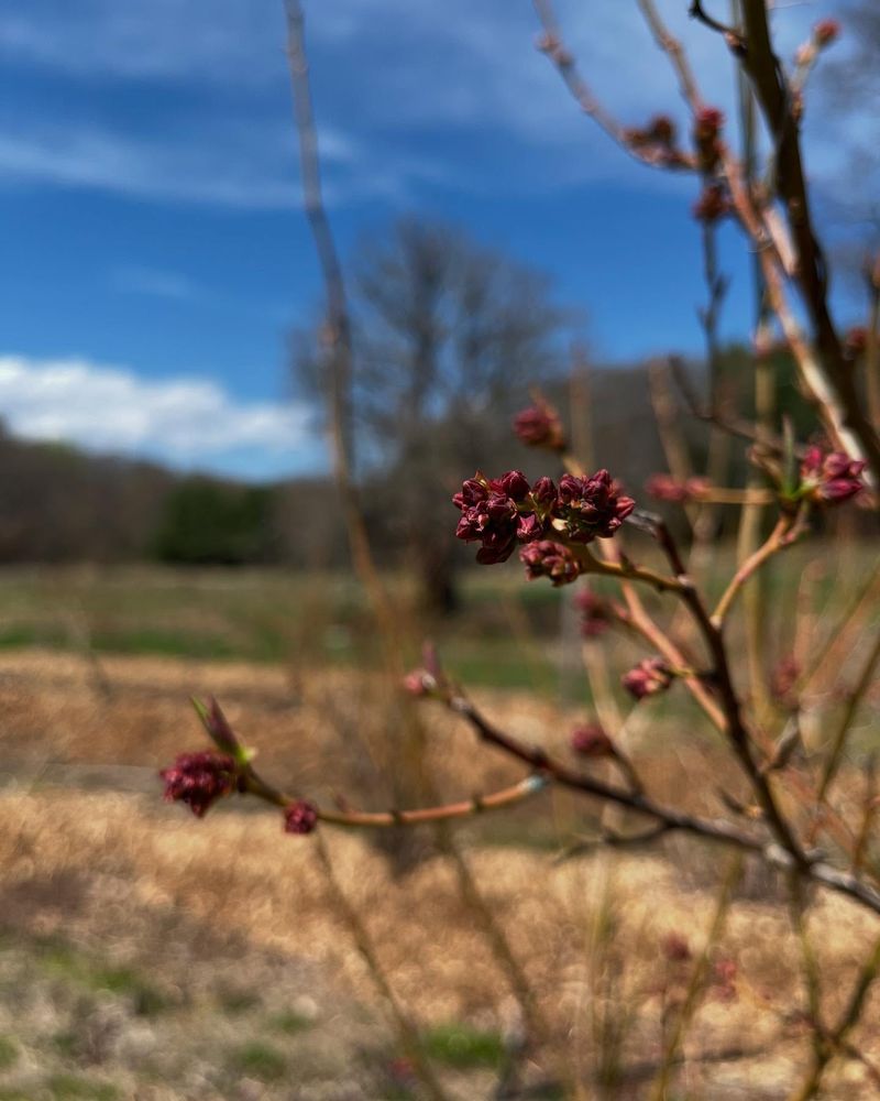 Prune Spring-Flowering Shrubs