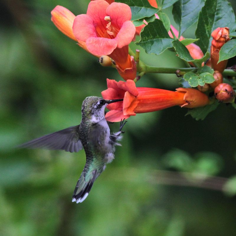 Trumpet Vine