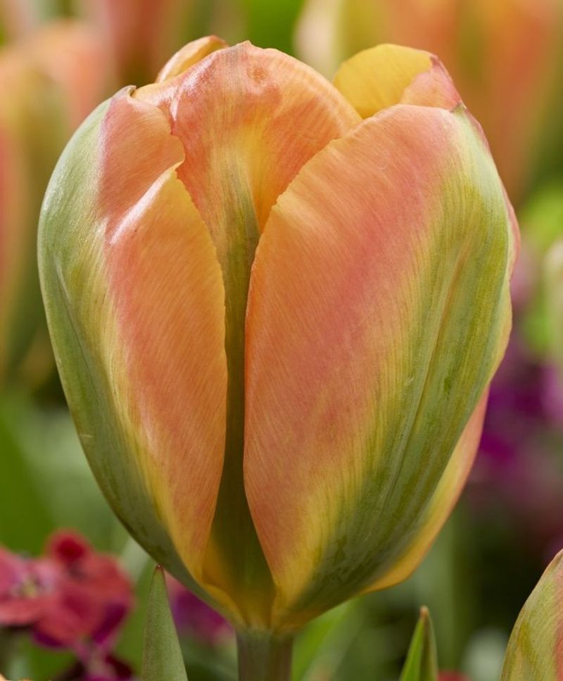 Green Star Tulips