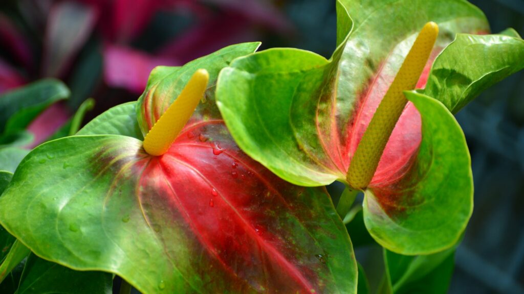 Flamingo Lily (Anthurium andraeanum)
