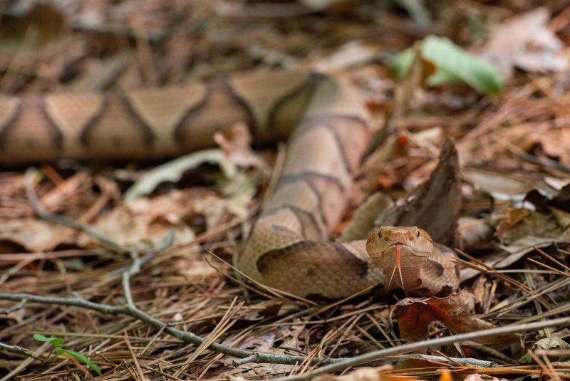 Georgia's Snake Hotspots