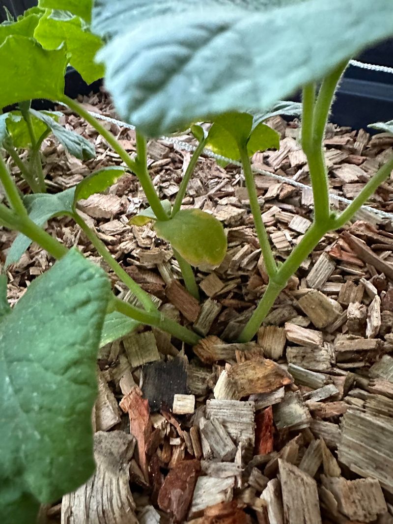 Leaf Thinning