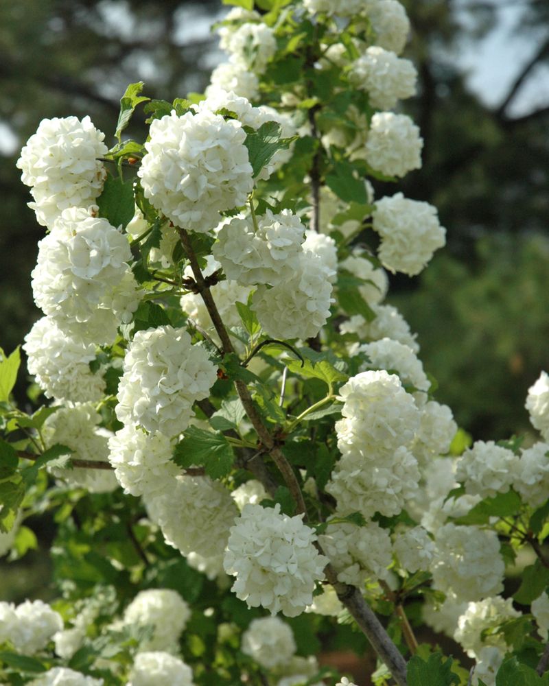 Viburnums