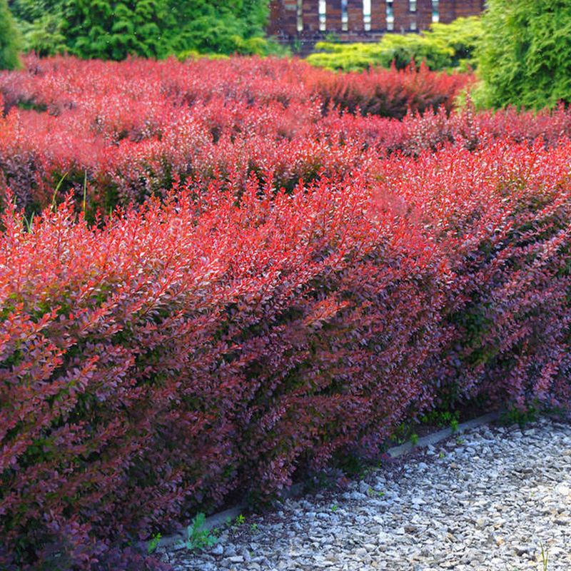 Drought-Tolerant Barberry For Color Contrast