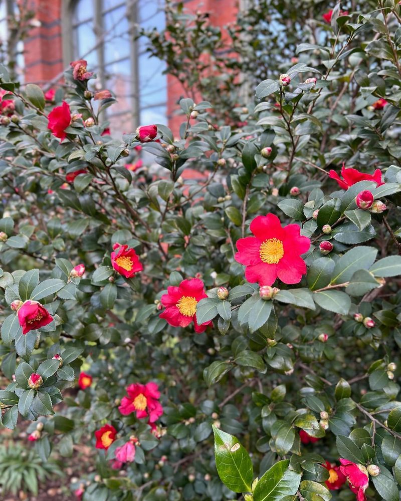 Camellias