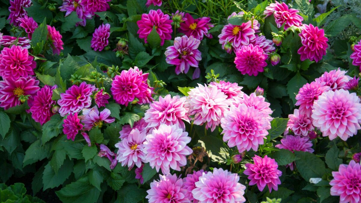 17 Flowering Perennials That Need Constant Care And What To Plant 17-flowering-perennials-that-need-constant-care-and-what-to-plant