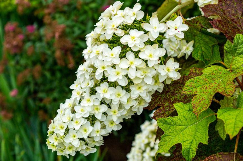 Oakleaf Hydrangeas