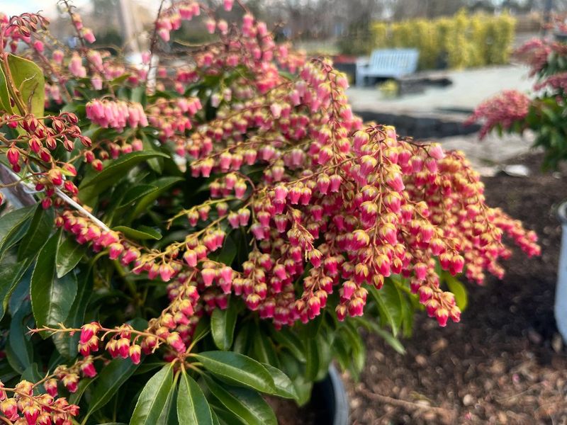 Andromeda (Pieris japonica)