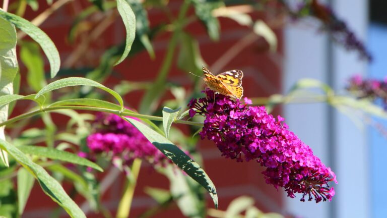 Butterfly Bush (Buddleia)