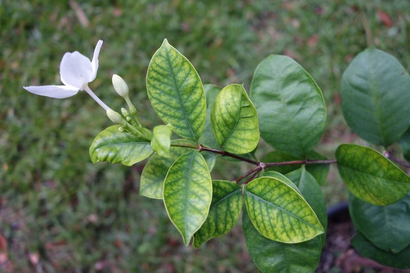 Blooms Fading Quickly After Opening