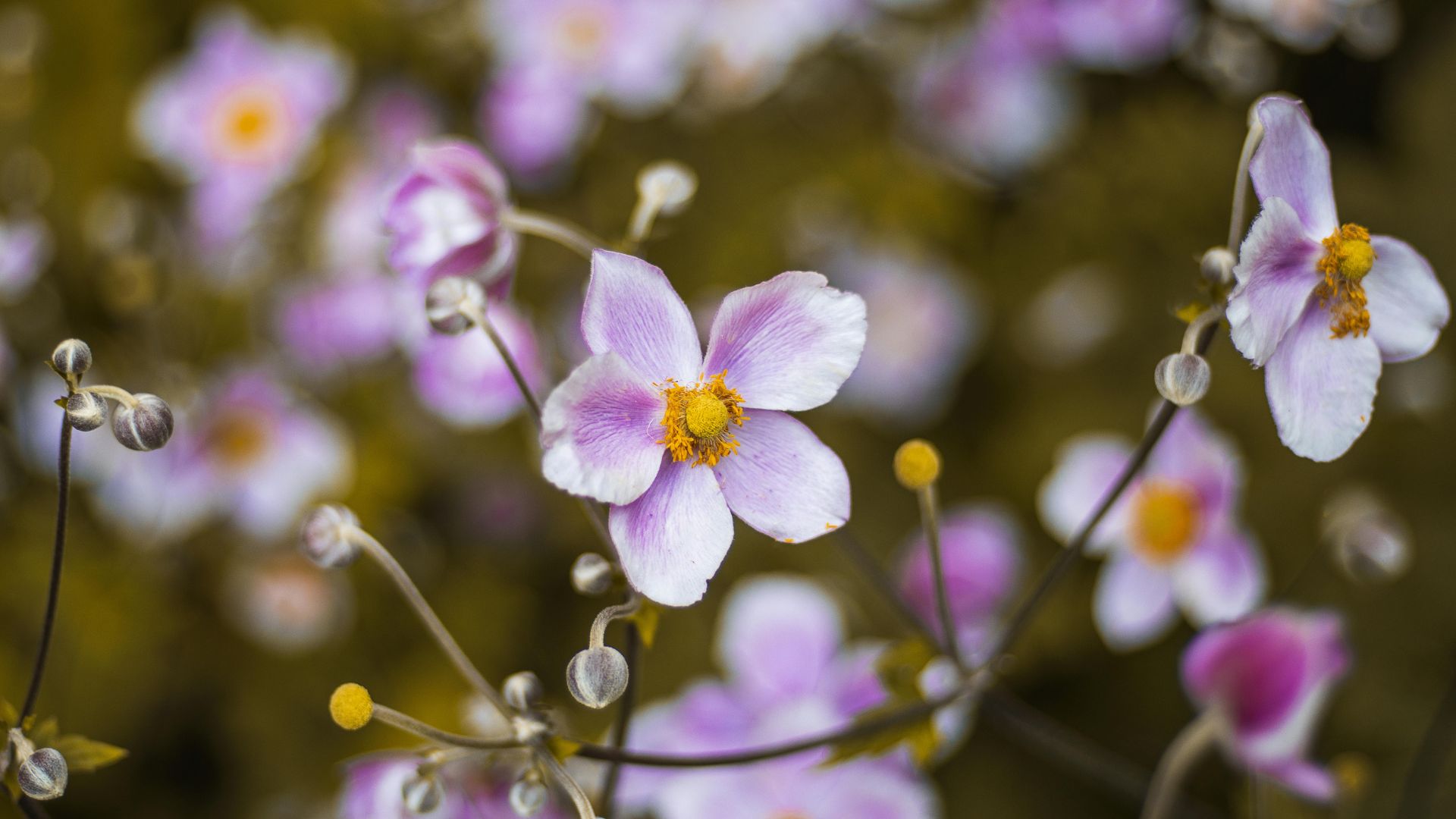 Japanese anemone (Anemone hupehensis)