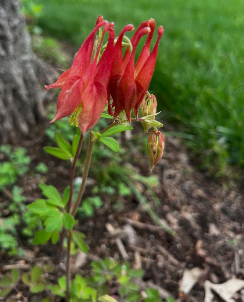Wild Ginger