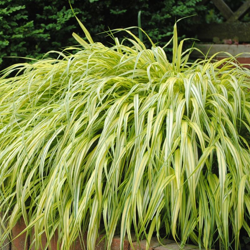 Japanese Forest Grass