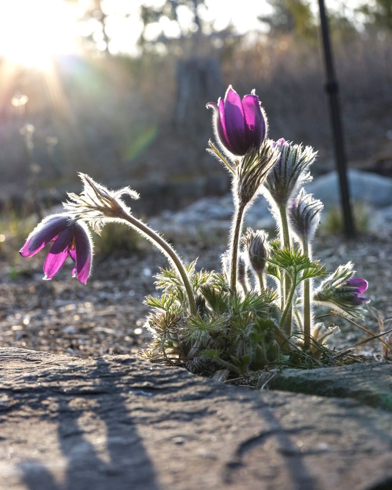 Pasque Flower