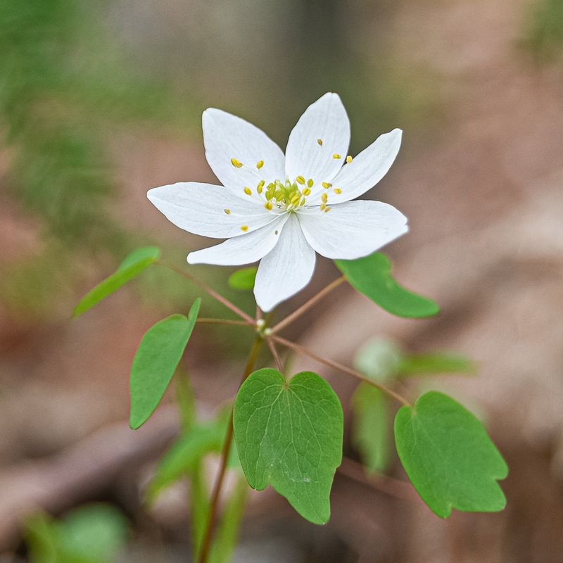 Rue Anemone