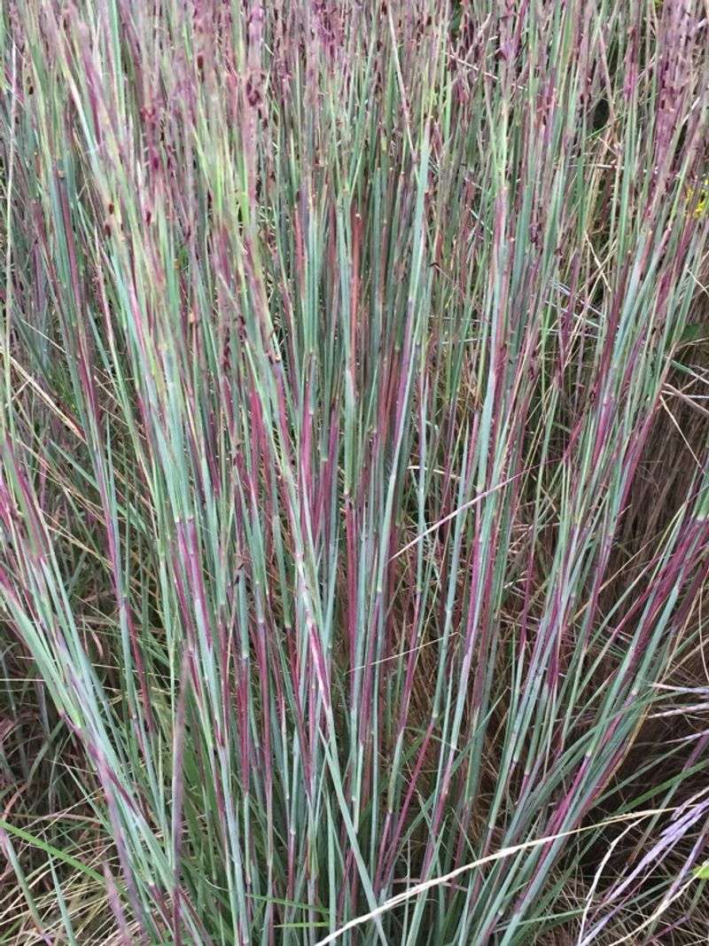 Little Bluestem