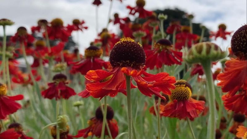 Helenium