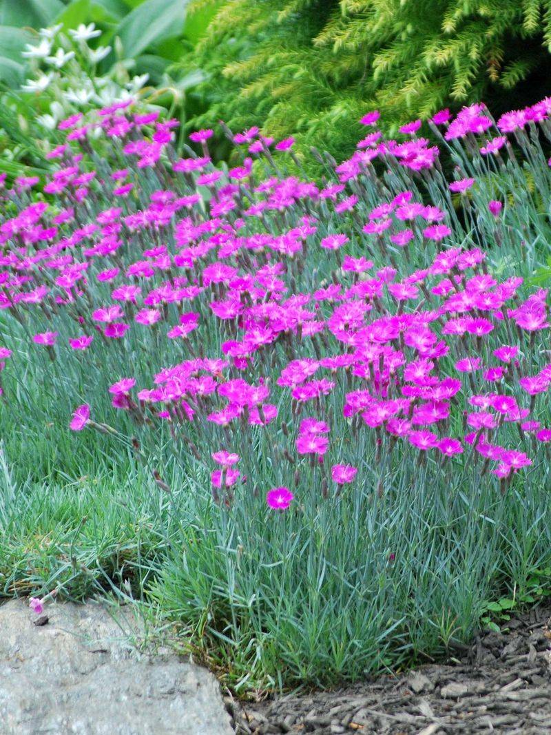 Pinks