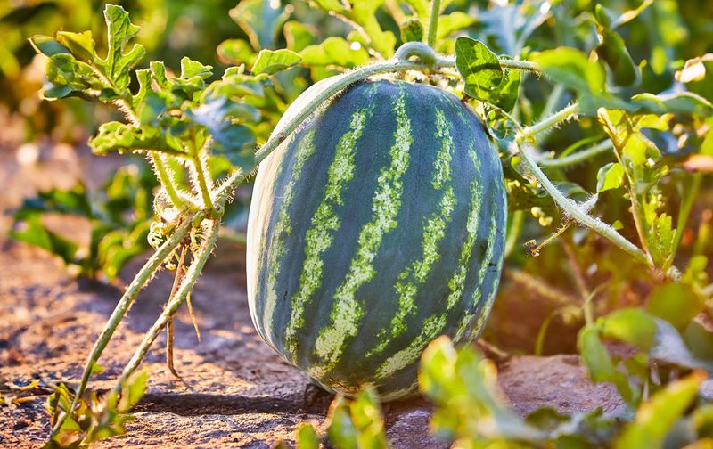 Support Growing Fruit Properly