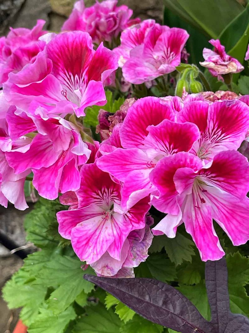 Stop Fertilizing Before Fall Dormancy