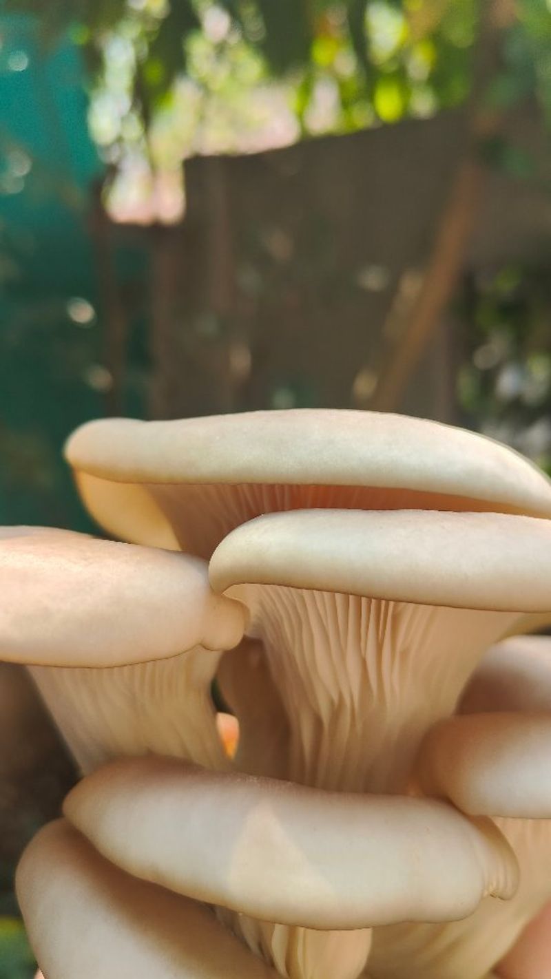 Create Fruiting Conditions