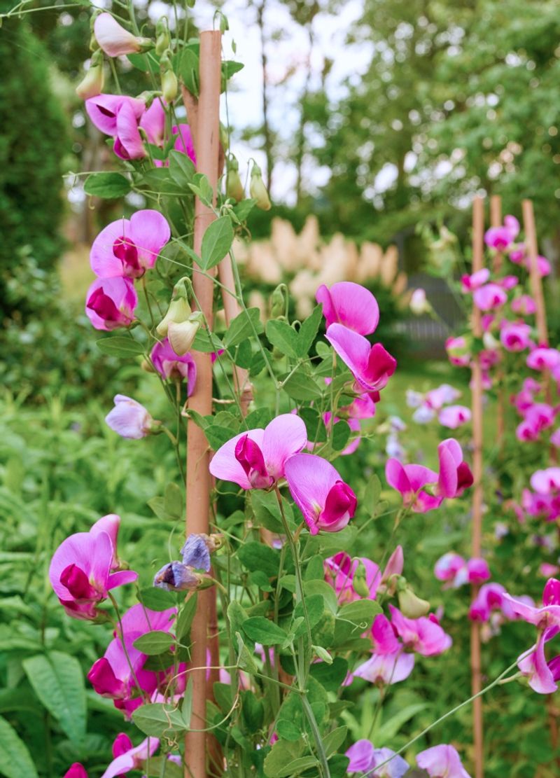 Sweet Pea Climbers