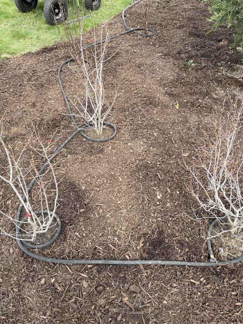 Watering New Shrubs Incorrectly