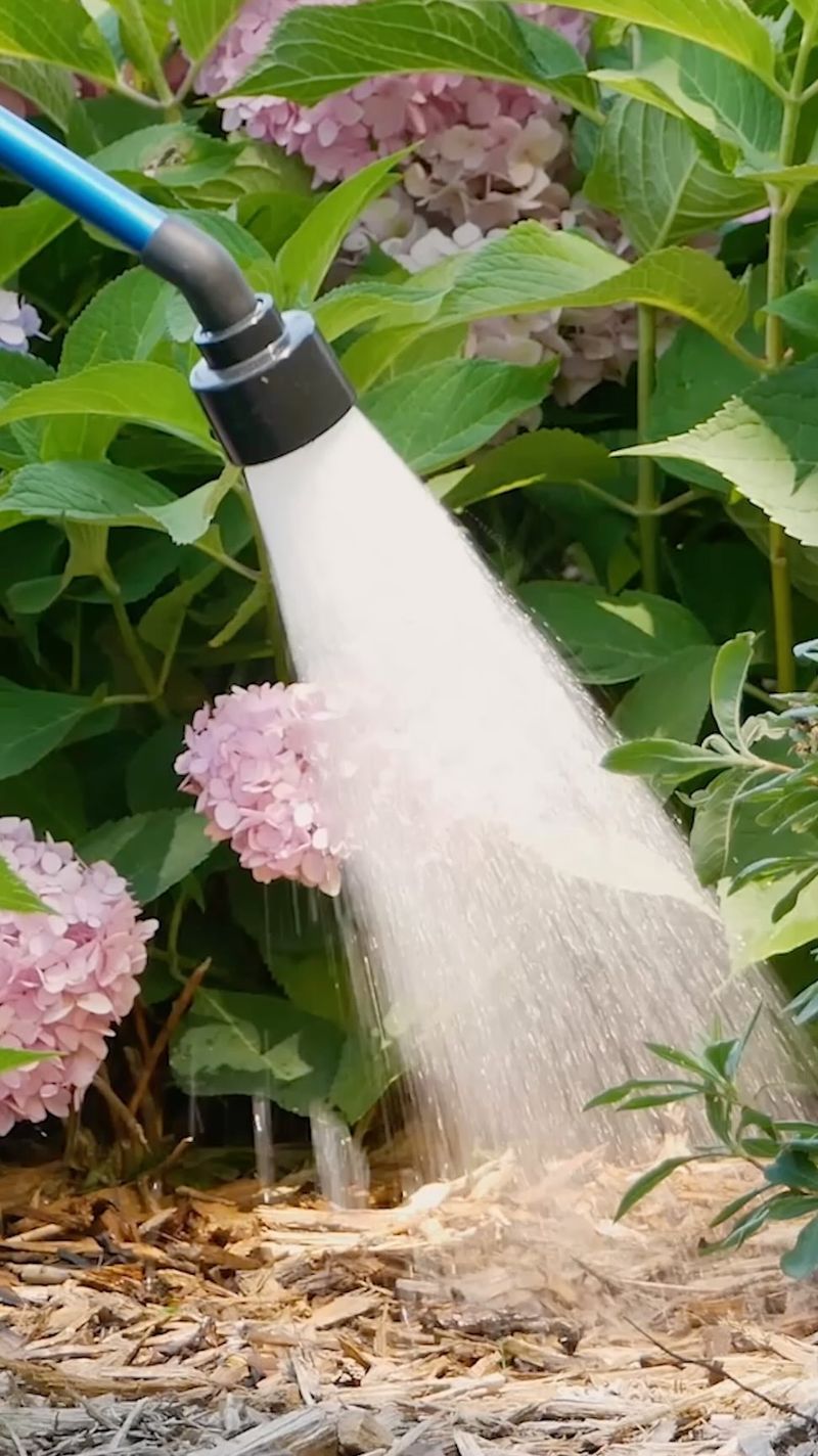 Inconsistent Watering Habits