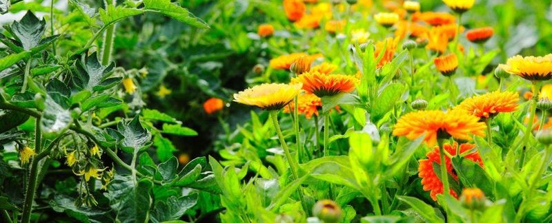 Creating Shade With Tall Companion Plants