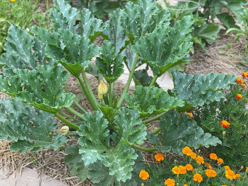 Ignoring Companion Planting Benefits