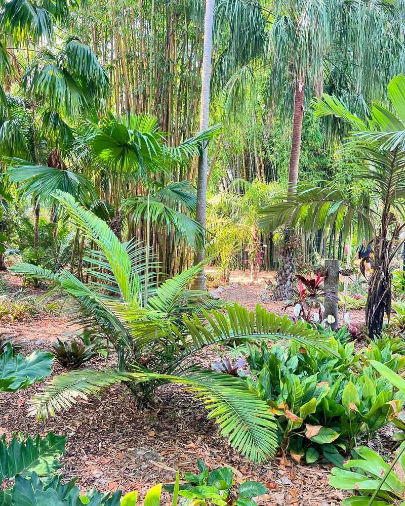 Tropical Palm Oasis